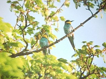 Bee-Eater - Cleadon, Tyneside, 1999