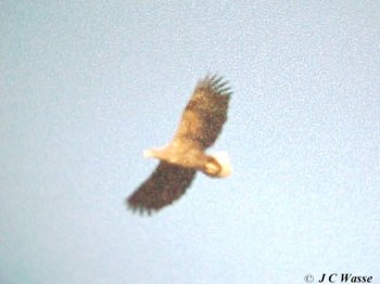 White-tailed Eagle - Docking, Norfolk, 2000