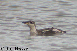 Long-billed Murrelet, Dawlish, Devon, 2006