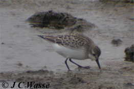 Semi-palmated Sandpiper - Pennington Marshes, Hants., 2006