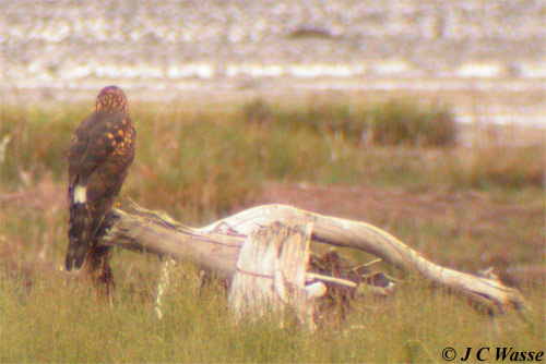 Northern Harrier - Boundary Bay, BC, Canada, Sep 2008