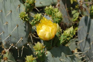 Real Cactus Blossom