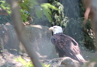 American Eagle
