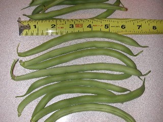 Beans!