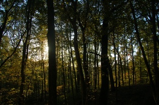 Goodbye Sun