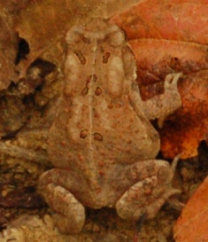 It's Not Easy Being An Amphibian