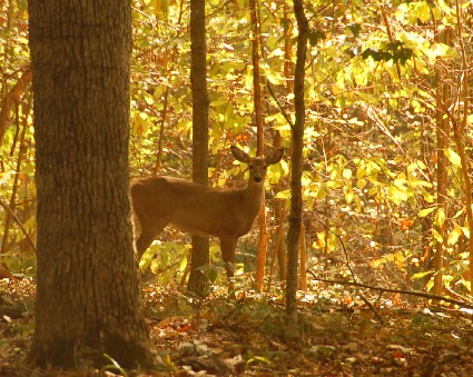 Doe! A Deer!