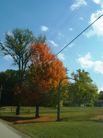 Tree-like