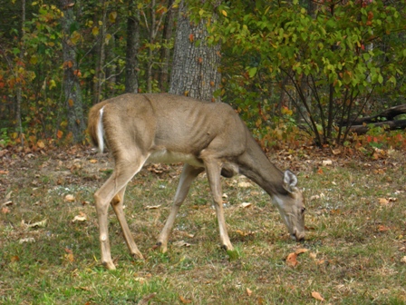Why do you hang out near the road?