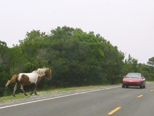 Horse Crossing
