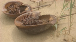 Not Actual Crabs; Do Not Use For Krabby Patties