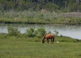 Horse and Bird