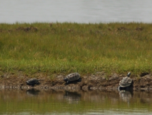 Terrapins?