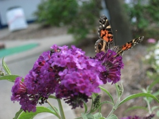 Butterfly