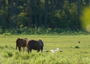 Horses and Birds