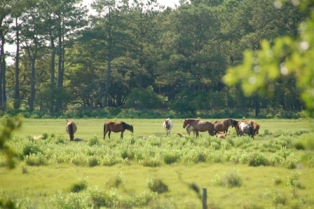 Horses and Birds