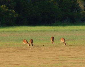 Oh deer!