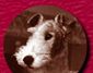My Fox Terriers