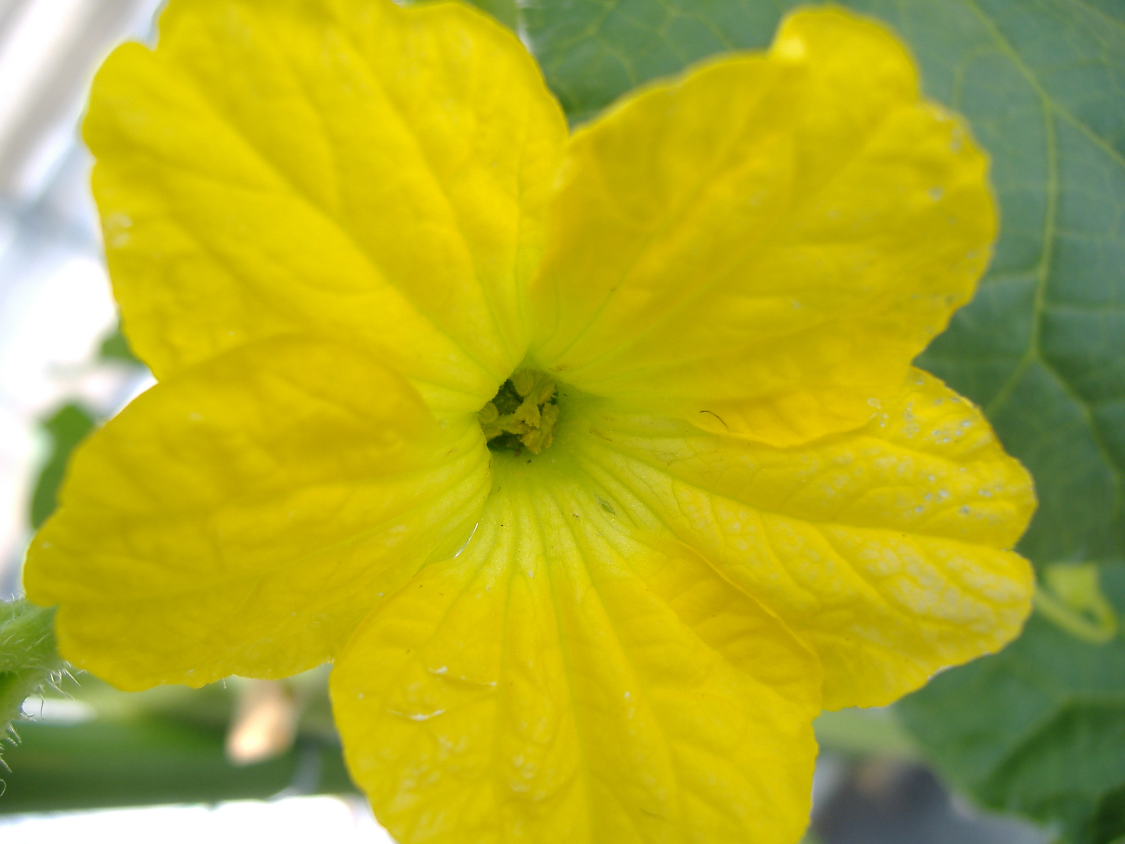 melon flower