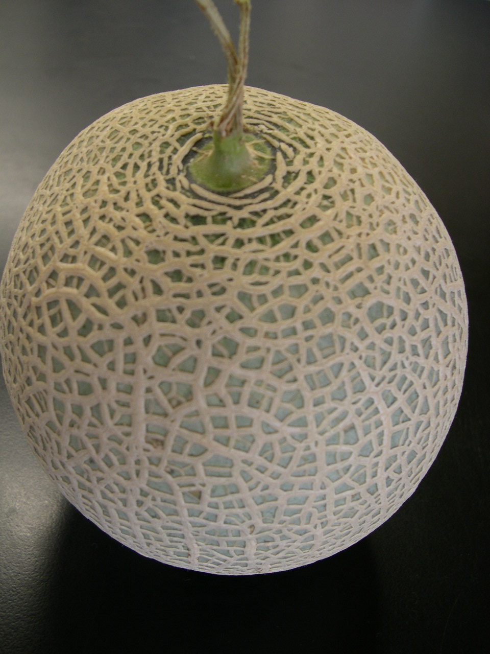 melon fruit