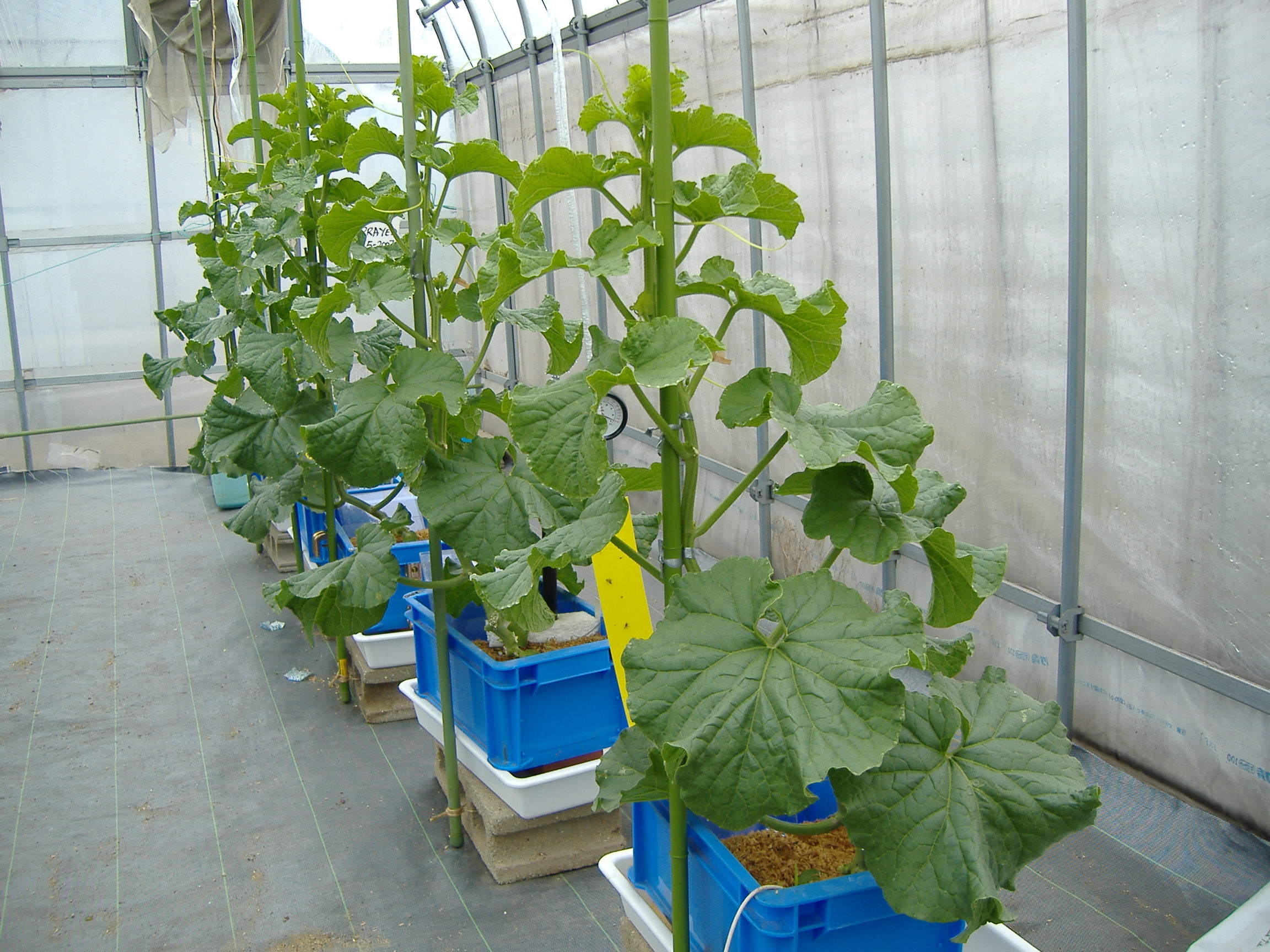 melon plant