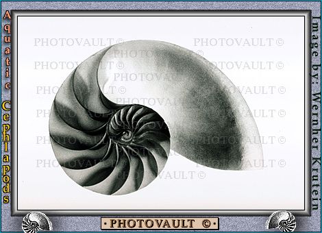 nautilus.jpg (39659 bytes)