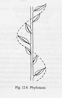 phyllotaxis.JPG (19163 bytes)