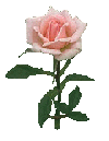 pkrose1.gif (4661 bytes)