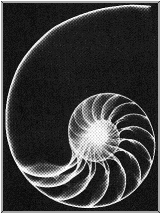 shell.gif (15391 bytes)