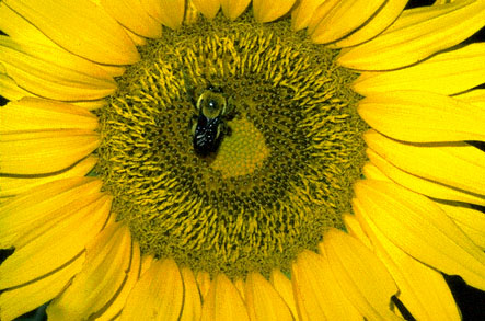 sunflower.jpg (65758 bytes)