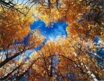 Aspen_Lookup_CA-DE.jpg