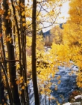 Aspen_Vert_Rock_Creek-CA-CDE.jpg