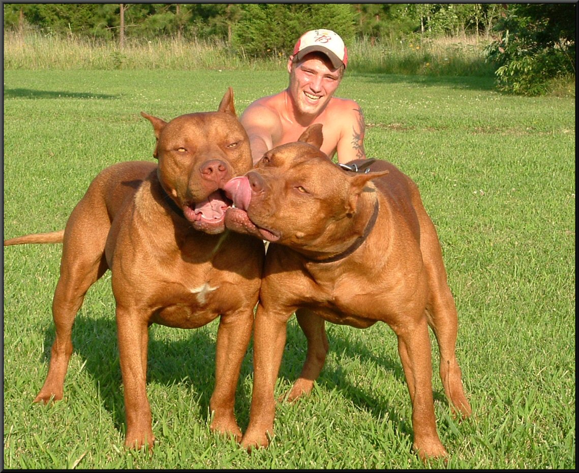 hemphill wilder pitbulls