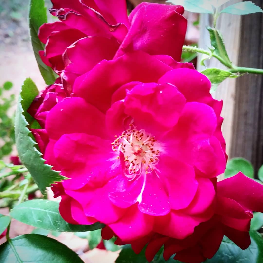 Pink Roses