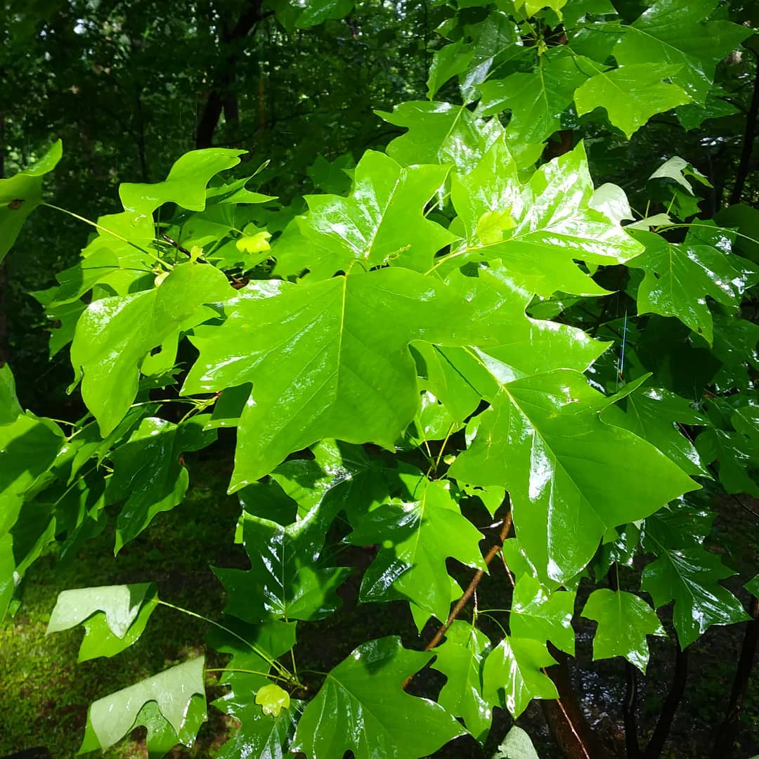 Wet Leaves in the Sun