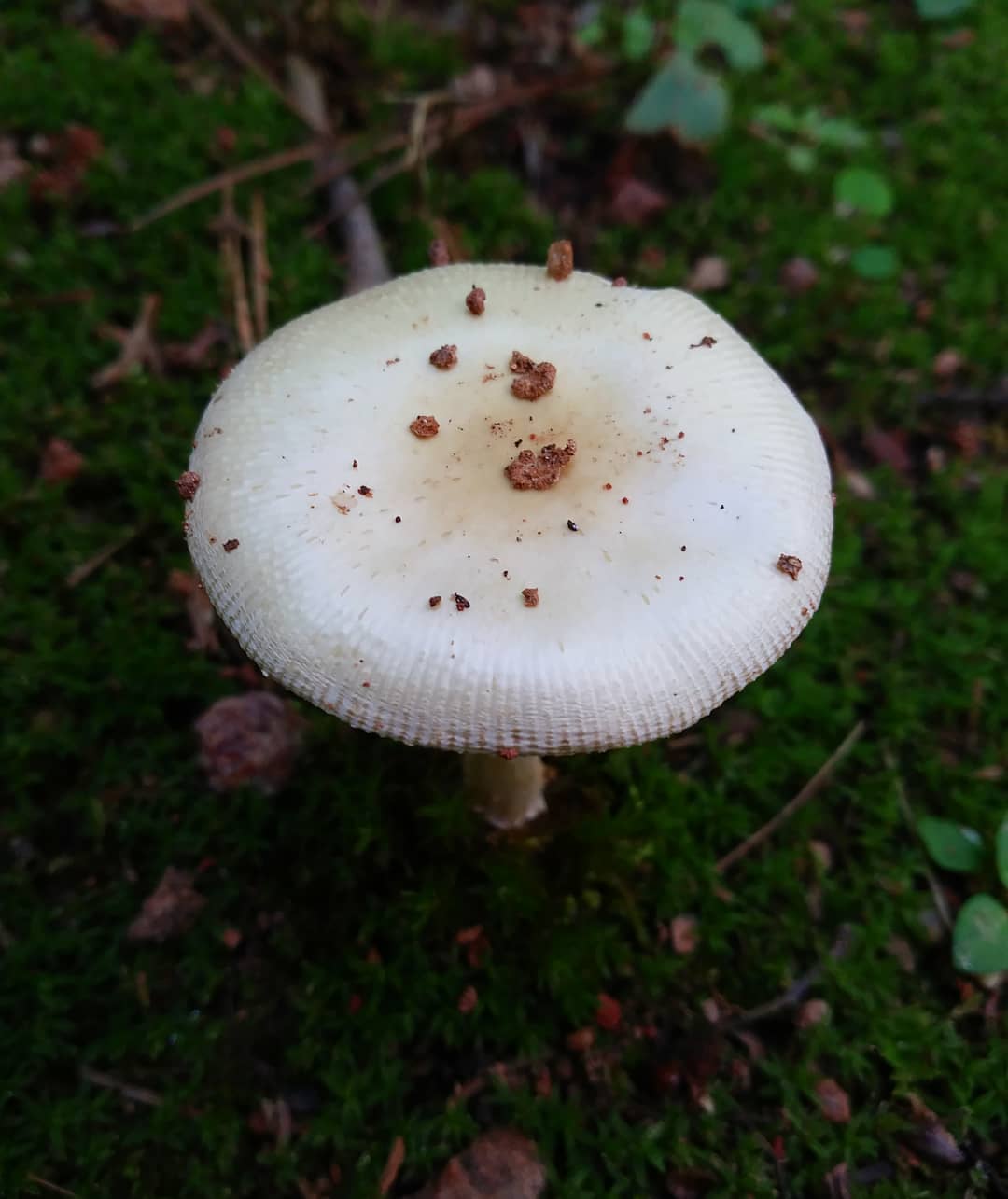 White Mushroom