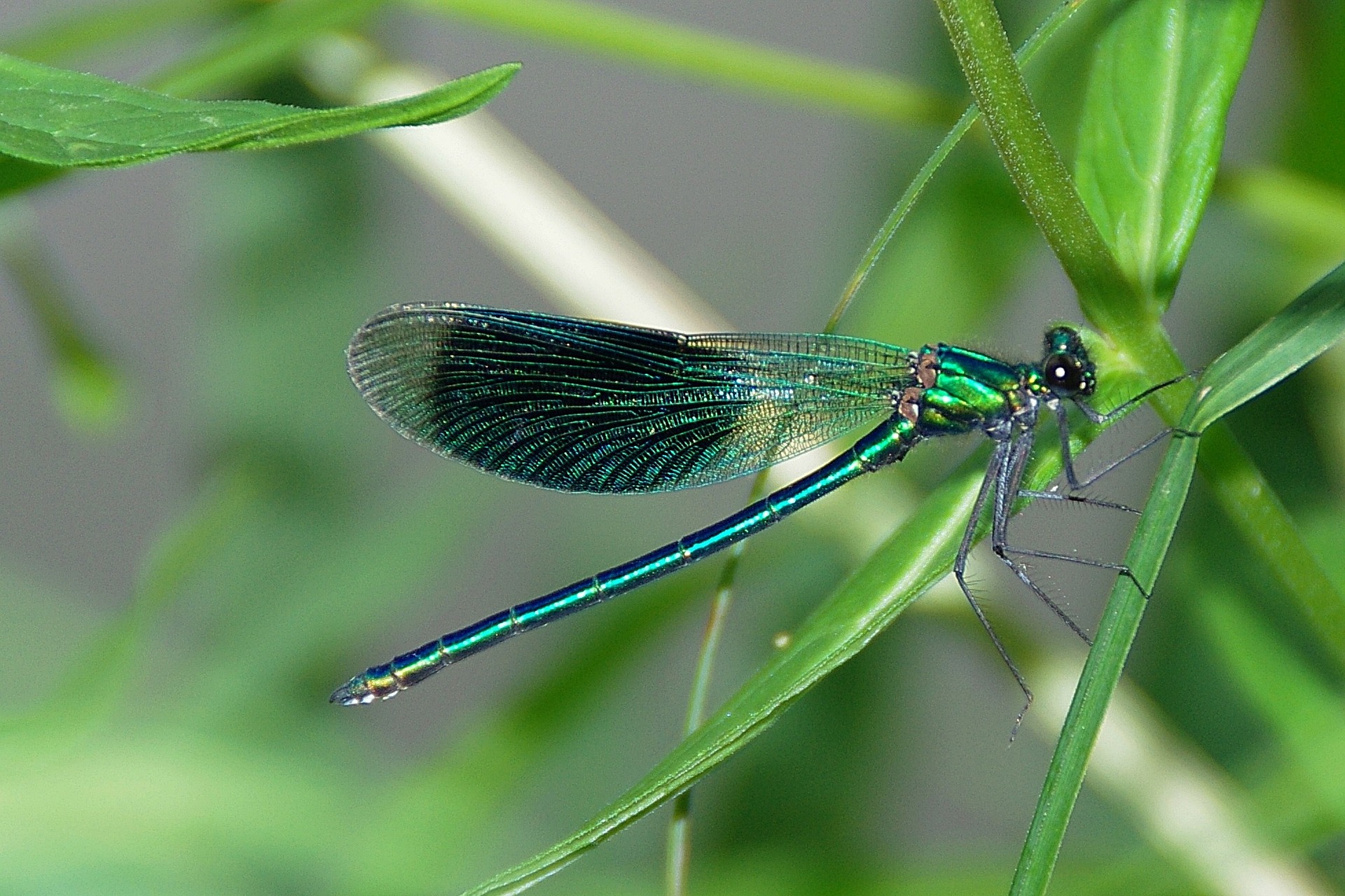 dragonfly
