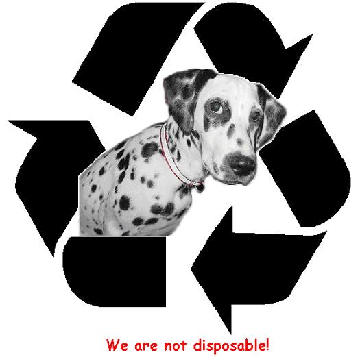 Robin's Recycled Canine Dalmation Rescue