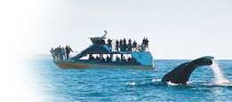  Whales
