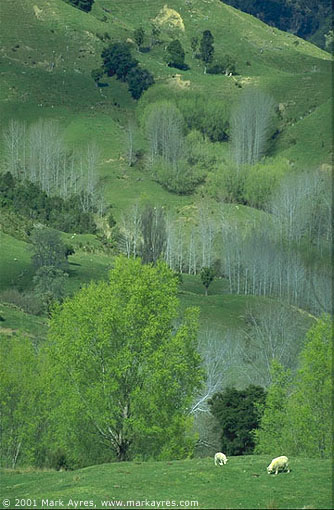  East Cape