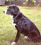 Shep2