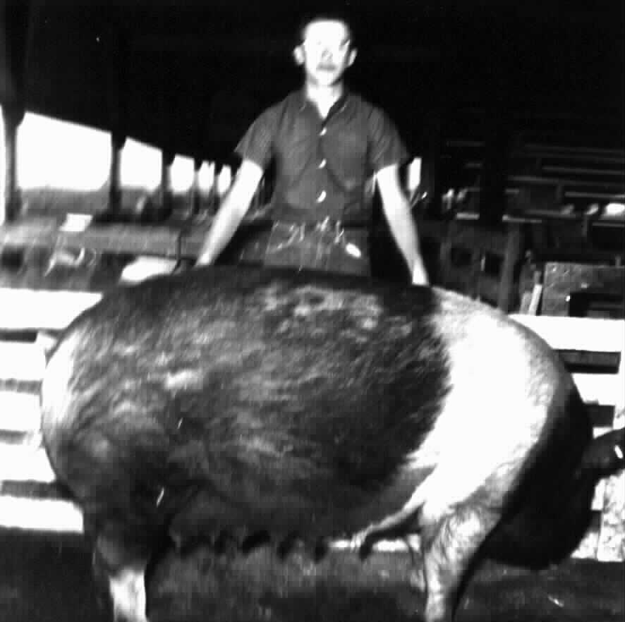 Wilfred Bowles raised Purebred Hampshire Swine