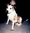 Irenie