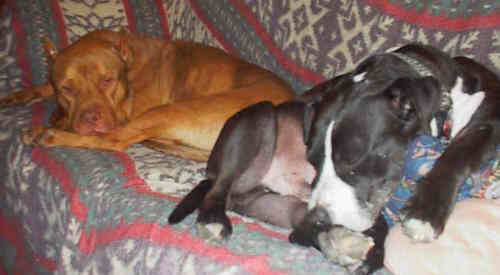 Simba and Langsyne