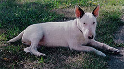 Bull Terrier