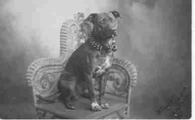 Old APBT Photo