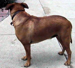 Duke Body