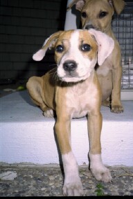 Henry