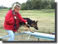 dog walk