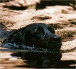 I'm a crocodile...
